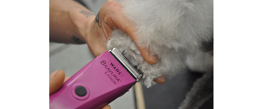 How to Groom a Bedlington Terrier